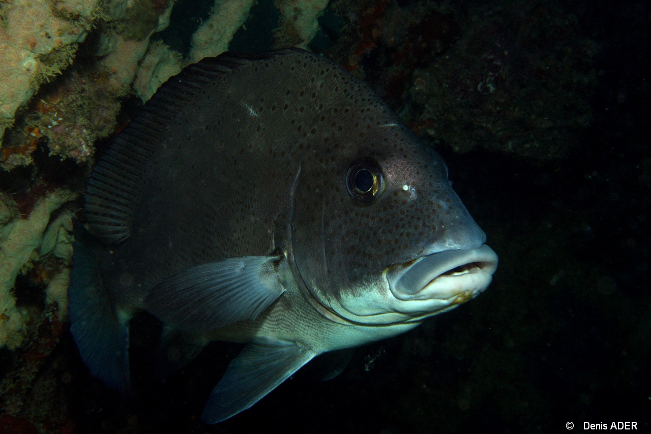 Diagramma punctatum Diagramme punctue Mahe Barges jumelles-7m-20190608-Denis-ADER-DSC_7978_tn.jpg